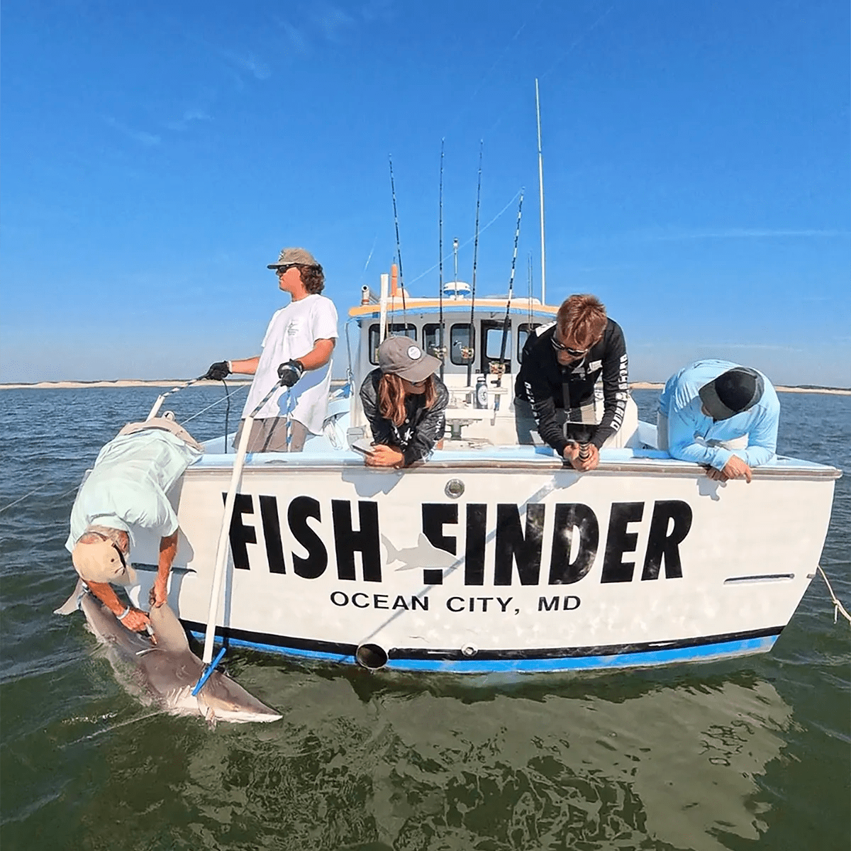 Fish Finder boat catching and tagging a shark, catching sharks with Captain Mark Sampson