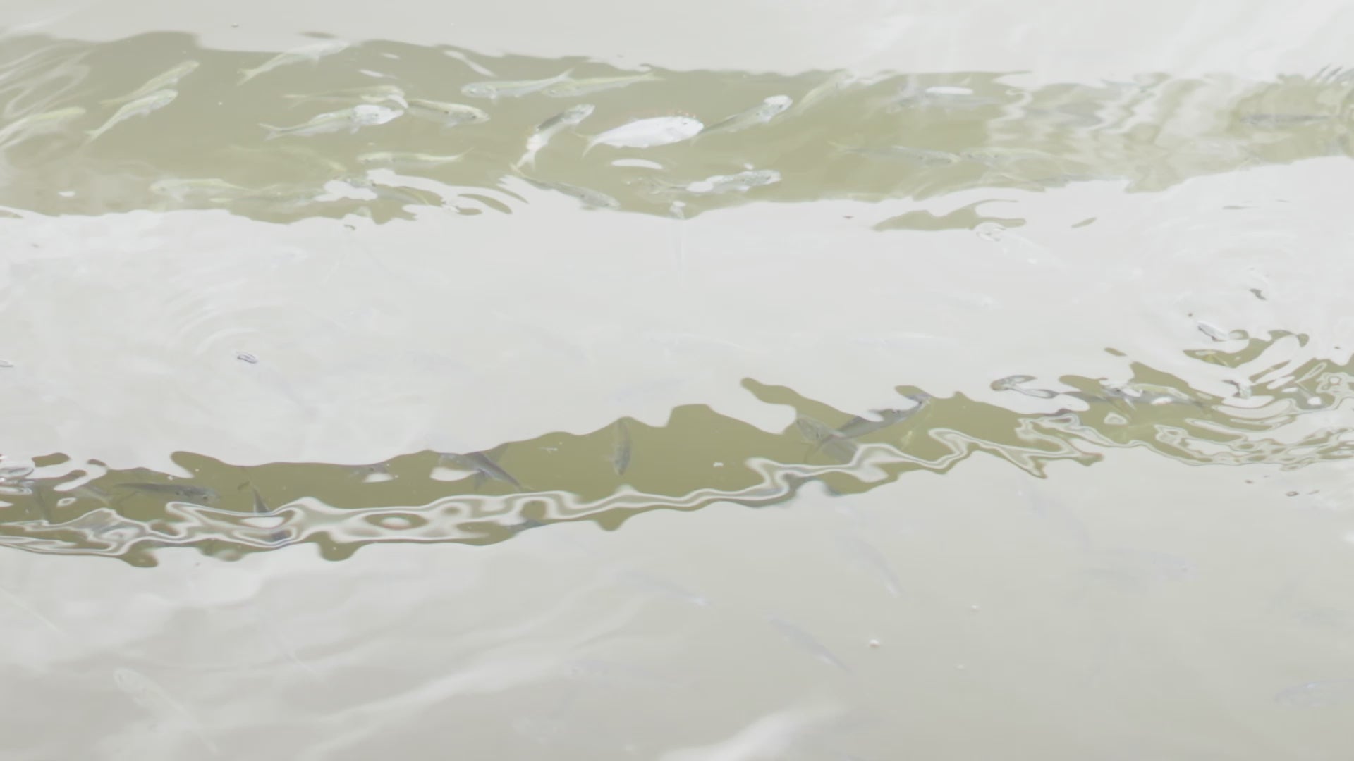 Load video: comparison of hook optics polarized lenses